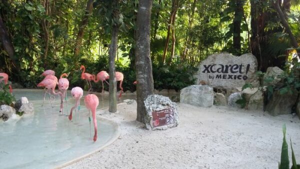 Flamingos in Xcaret