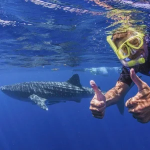Whale Shark Adventure