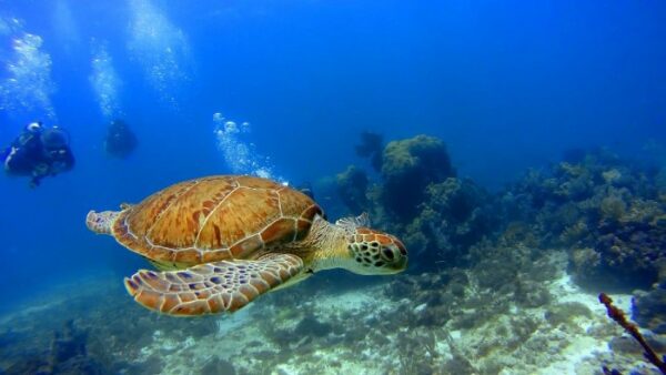 Diving Reef in Cancun
